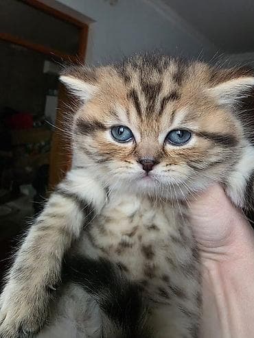 gold pisik: Şinşilla, Erkək — 3