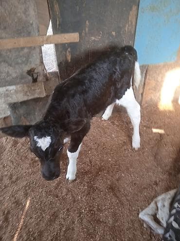 Digər heyvanlar: Qara-ağ rəngli buzov - Cins tipi: ehtimalən Holşteyn (xarakterik — 3