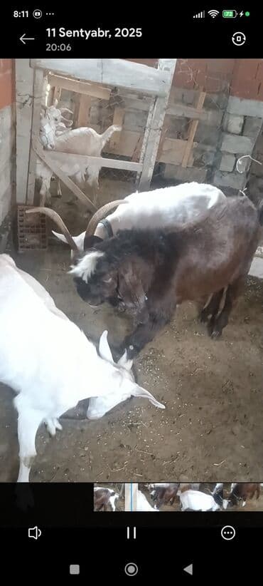 Ягнята: Məhsul: Südlük keçilər Təsvir: - Şəkillərdə bir neçə baş keçi — 8
