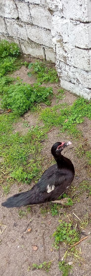 macar ördek: Dişi, | Lal ördək, Damazlıq — 1