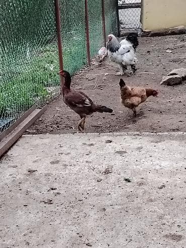 qartal ve xoruz: Xoruz, Brama, il: >5 Ünvandan götürmə — 5