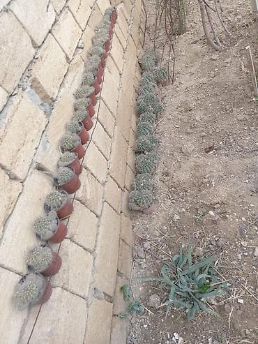 Tinglər: Mini kaktus kolleksiyası – kiçik saksılarda topvari, tikanlı kaktuslar — 2