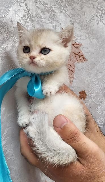 pisik qumu: Britan — 2