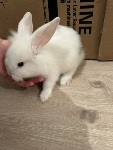 Gəmiricilər: Holland Lop dovşan satılır. Ev dovşanıdı. Ayaqyolu tərbiyəsi var. Qoxu — 2