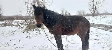 pudel ucuz: Erkək, il: 10 — 5