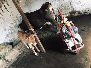 xacmaz inəy: Dişi, il: 3, Südlük — 2