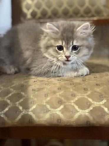 it pişik: Erkək, Ünvandan götürmə — 2