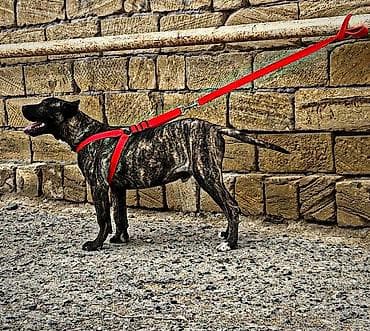 volkodav itleri: Brindle rəngli, güclü və enerjili erkək it. Qısa, sıx tüklü, əzələli — 2