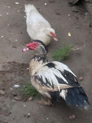 ördəkləri: Muscovy (hind) ördəklər - Şəkillərdəki cins: muskus/hind ördəyi (erkək — 1