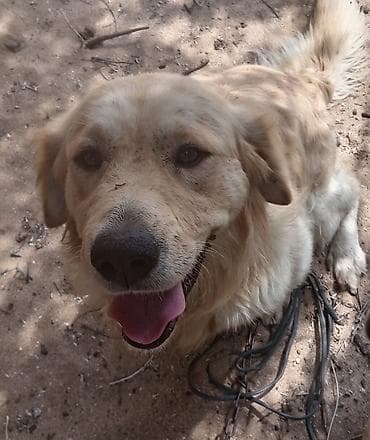 golden itleri: Retriever, Erkek — 1