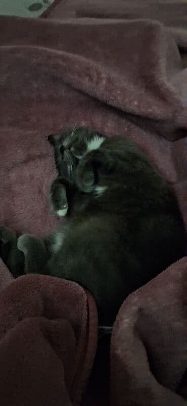 золотая шиншилла котенок: Британская, Самка, В добрые руки, Платная доставка — 3