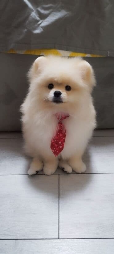 объявления отдам в хорошие руки щенка: Шпиц, 3 месяца, Самец, С прививками, Бесплатная доставка — 2