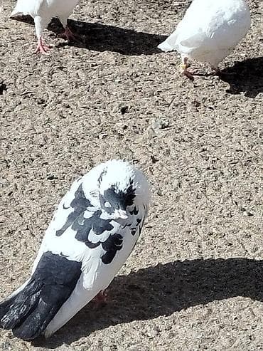 it balasi satisi: Salam tam sağlam quşlardir 5-10 azn arası — 10