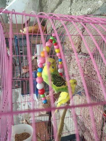 Gəmiricilər: Papuqaylar biri 14 Azn erkey disi var — 3