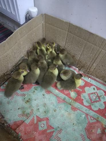 hamster satis: Salam 4gűnlűk krasnadar őrdək balaları satlır 14 ədəddir űnvan savalan — 2