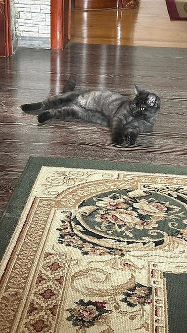 pulsuz pisiy: Britan, Erkək, Ünvandan götürmə — 3