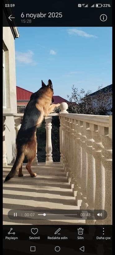 zvanok itler etibarlı əllərə veriril: Alman çoban iti, Erkek, Peyvəndli — 3