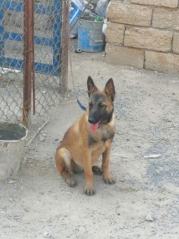 alman çoban köpeği: Belçika çoban iti, 2 ay, Dişi, Peyvəndli — 1