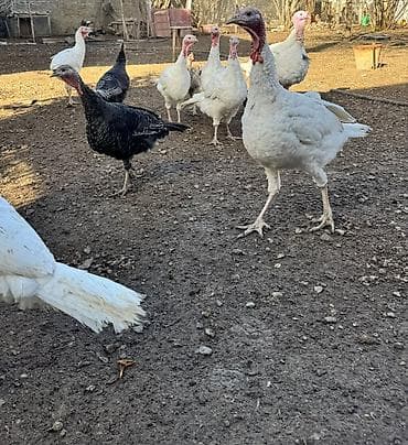 Erkək, Damazlıq, Ünvandan götürmə