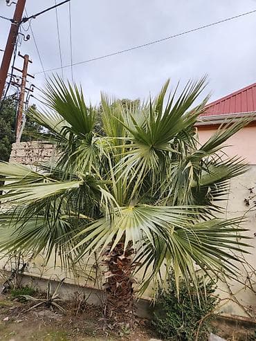 Digər bitkilər: Dekorativ palma ağacı – fan formalı yarpaqlı (yükək soyuğa davamlı — 9