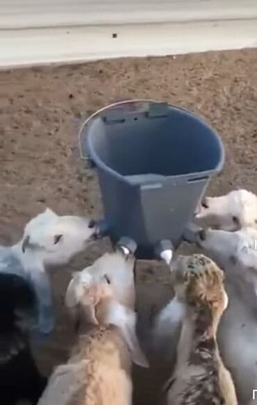 Коровы, быки: Кормушка, Для еды, Для животных, Самовывоз, Платная доставка — 1