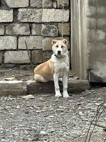 it satışı: Salam it satilir unvan novxanni 
Qiymet 100 — 3