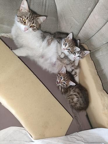 Yaxşı əllərə — 3