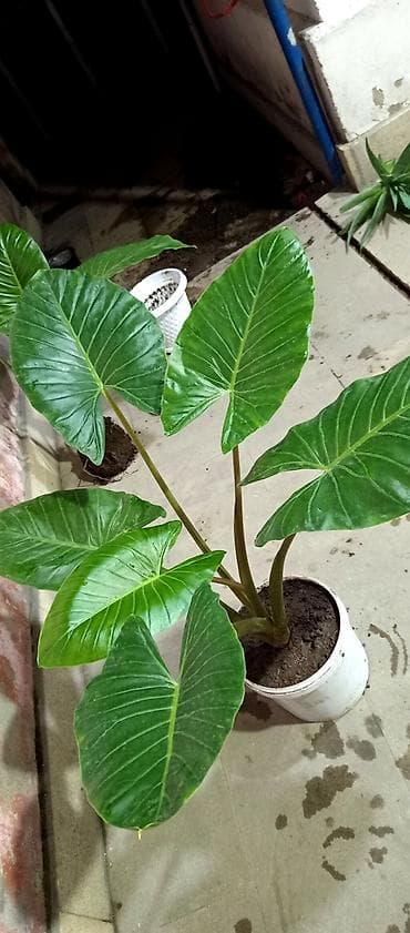 nokia yarpaq: Böyük yarpaqlı alokaziya (Alocasia/macrophylla tipli) – dekorativ otaq — 1