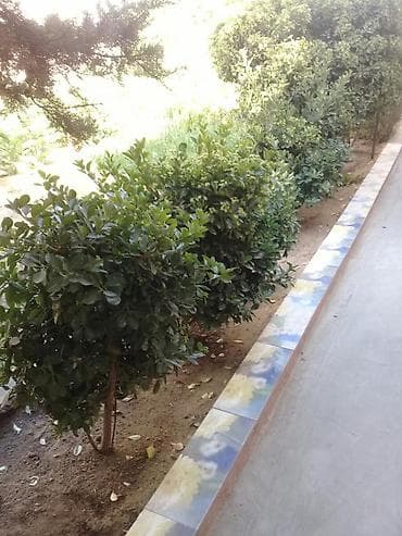 torpaq 2 sot: 2 sot, Biznes üçün, Mülkiyyətçi — 1