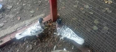 Qarabaş quşlar satılır hər 2si dişisi qiymət 2sinə aiddir tək tək 15 lalafo.az -da Qarabaş quşlar satılır hər 2si dişisi qiymət 2sinə aiddir tək tək 15