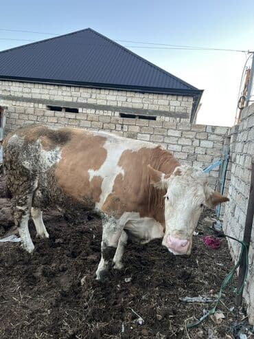 inek qiymetleri: Etik simentali — 1