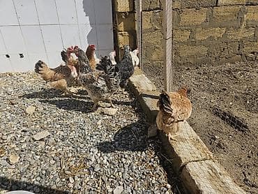 ördək balası və cücə: Toyuq, Yumurtalıq — 8