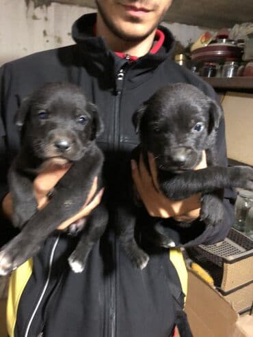 avcarka balası: Kane-Korso, 1 ay, Erkek, Ödənişli çatdırılma — 6