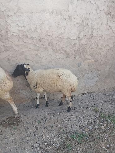 kreditle heyvan satisi: Ana baLa satıLır cavan heyvandı — 5