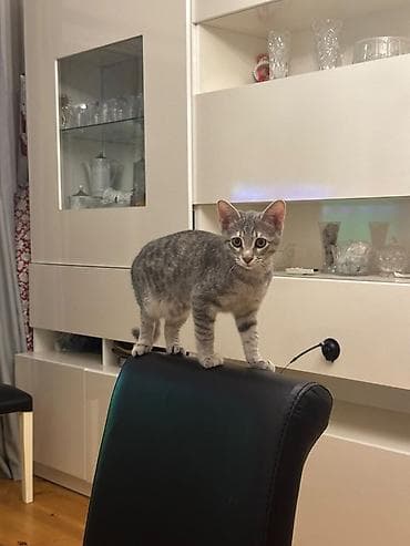 Tabbi, Yaxşı əllərə