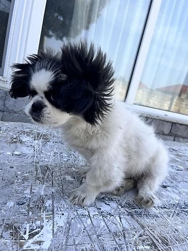 sabuncu heyvan bazari: Pekines, 4 ay, Erkek, Peyvəndli — 10