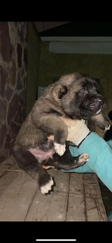 Digər heyvanlar: Alabay — 4