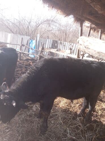 Другие животные: Самец, лет: 1, Для разведения — 5