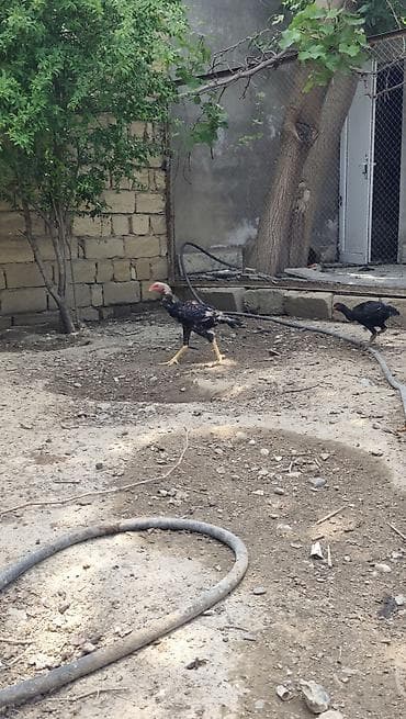 hinduşka cucələri: Toyuq cücələri, Damazlıq — 3
