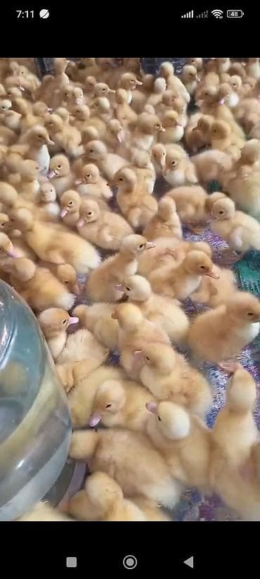 Akvariumlar: Məhsul: ördək balaları Təsvir: - Sarımtıl tüklü, sağlam və aktiv — 1