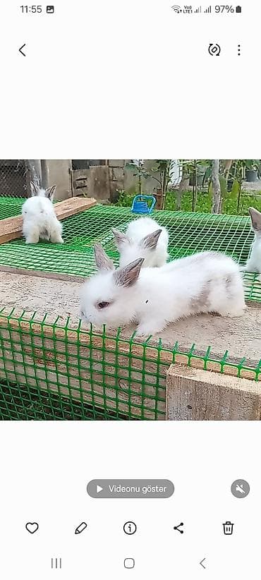 heyvan rezini: Akolka. balaları satılır. 1 aylıg. 15 m — 4