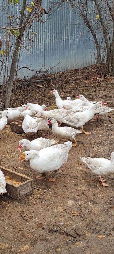 hələb keçisi satılır: 20 ədəd Ag lal (muskovu ) ördəklər .6 aylıg tam təbii şəraitdə — 1