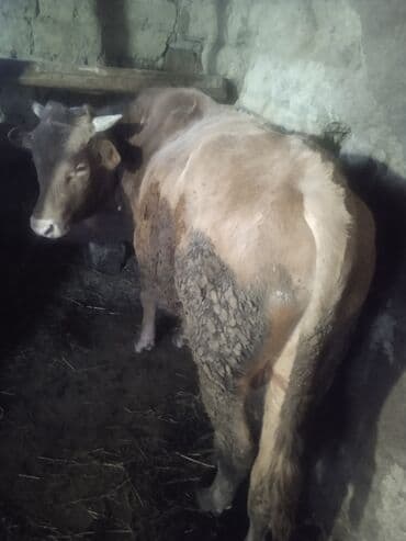 Satılır: 2 baş cins buğa - Növ: mal-qara (erkək buğa) - Say: 2 baş -