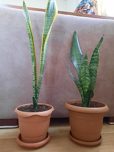 gullər: Sansevieria gülü (qılınc gulu) — 1