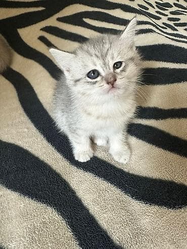 pisik esyalari: Britan — 3