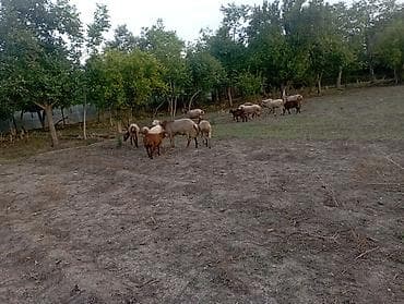 С/х животные и товары: Qoyun sürüsü satılır. - Növ: yerli ətlik–yunu az olan (yağlıquyruq — 2