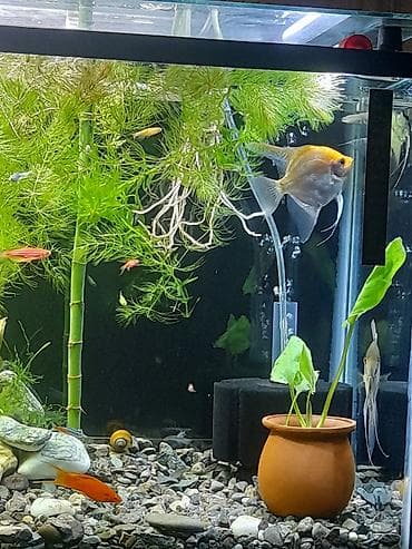 skalyari: Dördbucaq akvarium, Balıqlarla birlikdə, 100 l, Ünvandan götürmə — 2