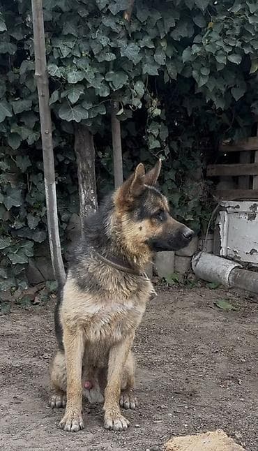 Alman çoban iti, 11 ay, Erkek, Peyvəndli, Ünvandan götürmə, Ödənişli çatdırılma