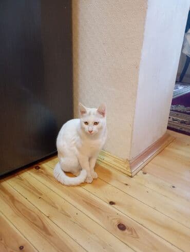 pişik cütleşdirmek: Tabbi, Yaxşı əllərə — 2