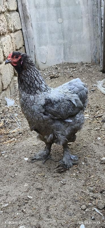 Kənd təsərrüfatı quşları: Toyuq, Brama, Damazlıq, Ünvandan götürmə — 4